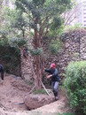 庭園樹木造景-10T