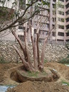 庭園樹木造景-25T